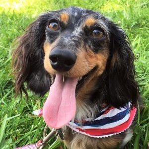 Meet your Posher, Bella